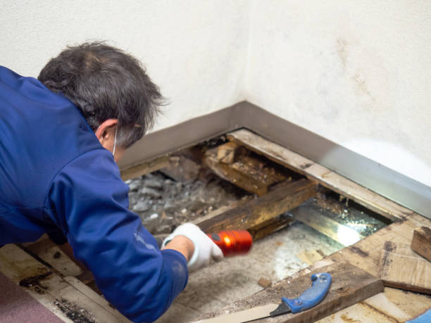 Best Toxic Mold Removal  in Yaeyville, NC