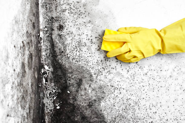 Best Mold Removal Company Near Me  in Yaeyville, NC