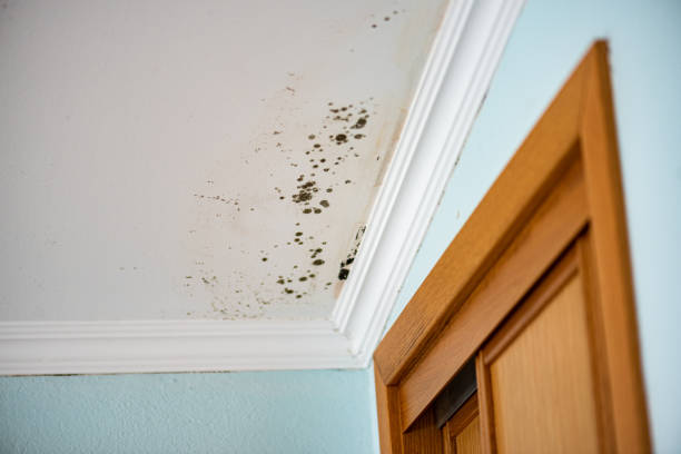 Trusted Yanceyville, NC Mold Removal Experts