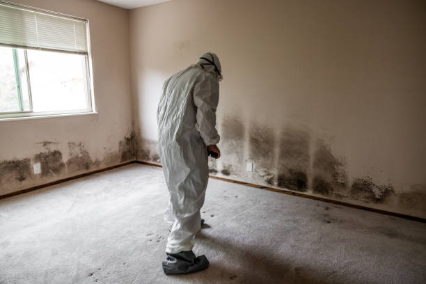 Best Commercial Mold Removal  in Yaeyville, NC