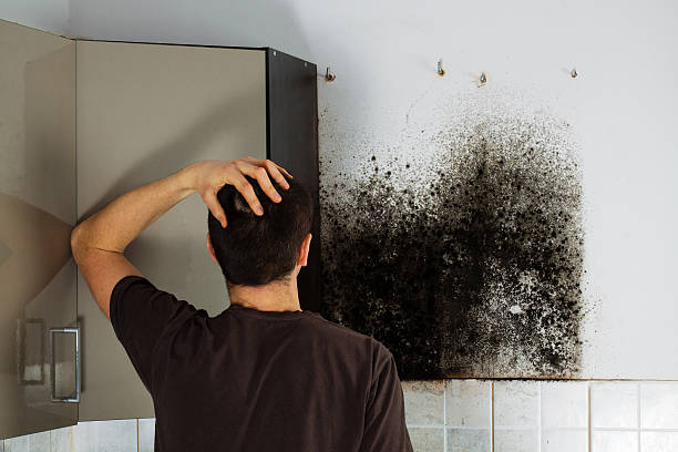 Best Local Mold Removal Service  in Yaeyville, NC