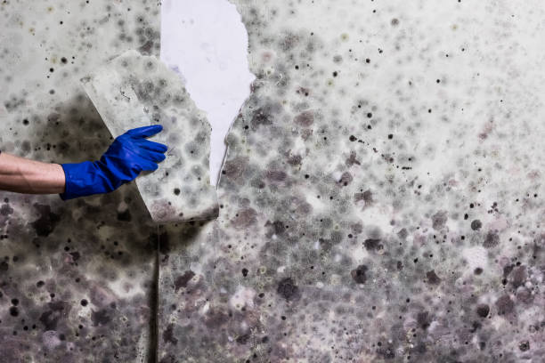 Best Mold Remediation Services  in Yaeyville, NC