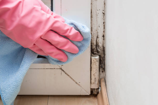 Best Fast Mold Removal  in Yaeyville, NC