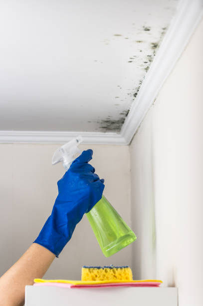 Best Office Mold Removal Services  in Yaeyville, NC